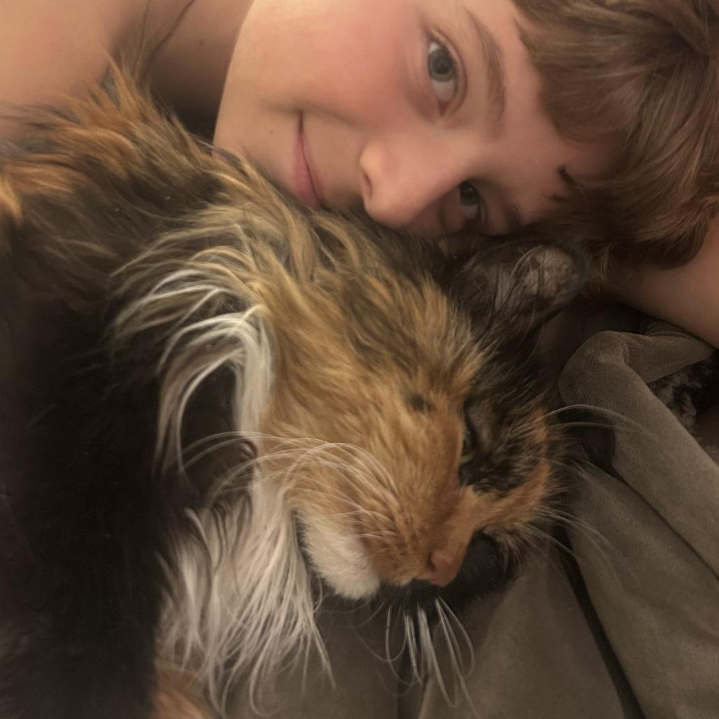 Enlarge Opalite, a Adoptable Domestic Long Hair in Novelty, OH image 3/5