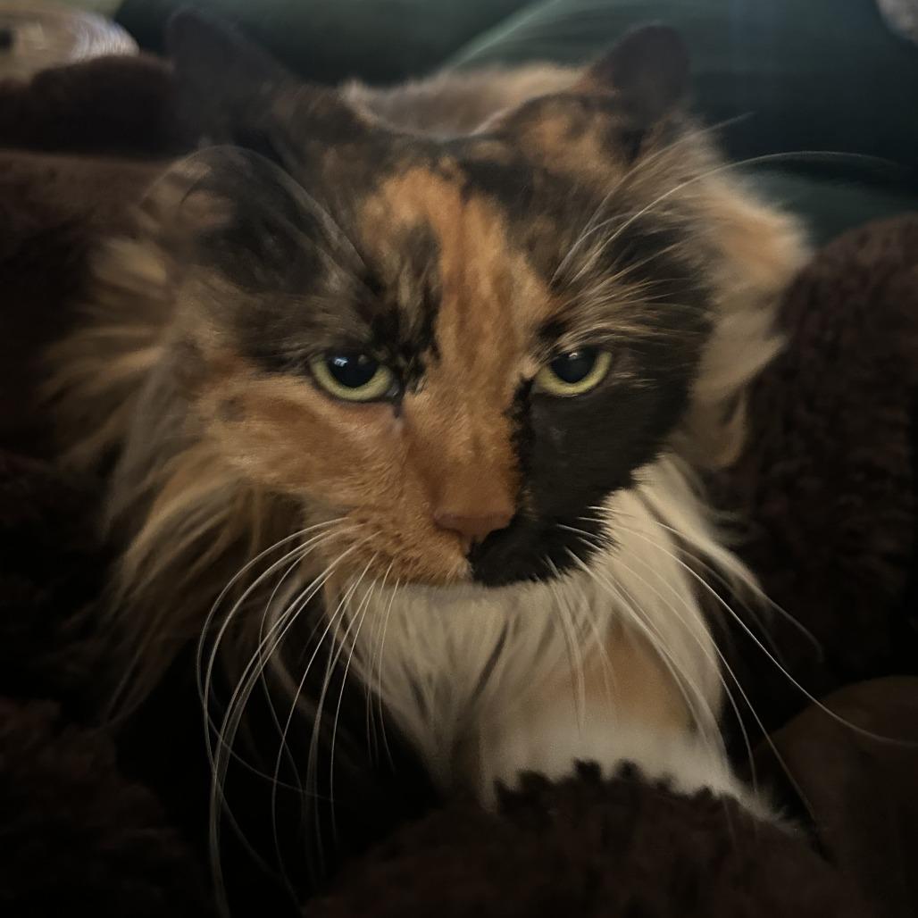 Enlarge Opalite, a Adoptable Domestic Long Hair in Novelty, OH image 4/5