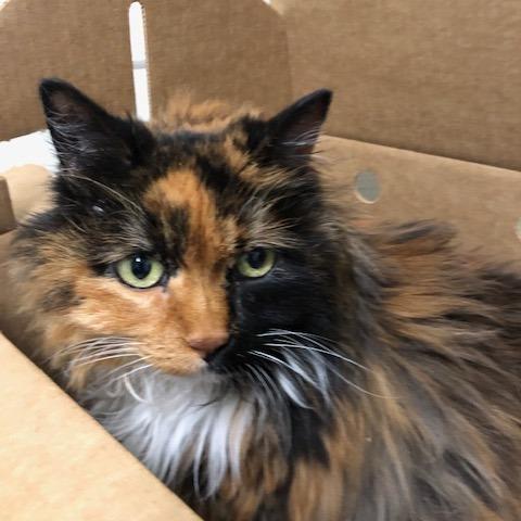 Enlarge Opalite, a Adoptable Domestic Long Hair in Novelty, OH image 5/5