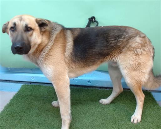 Enlarge TIMBER, a Adoptable German Shepherd Dog in Gardena, CA image 1/1