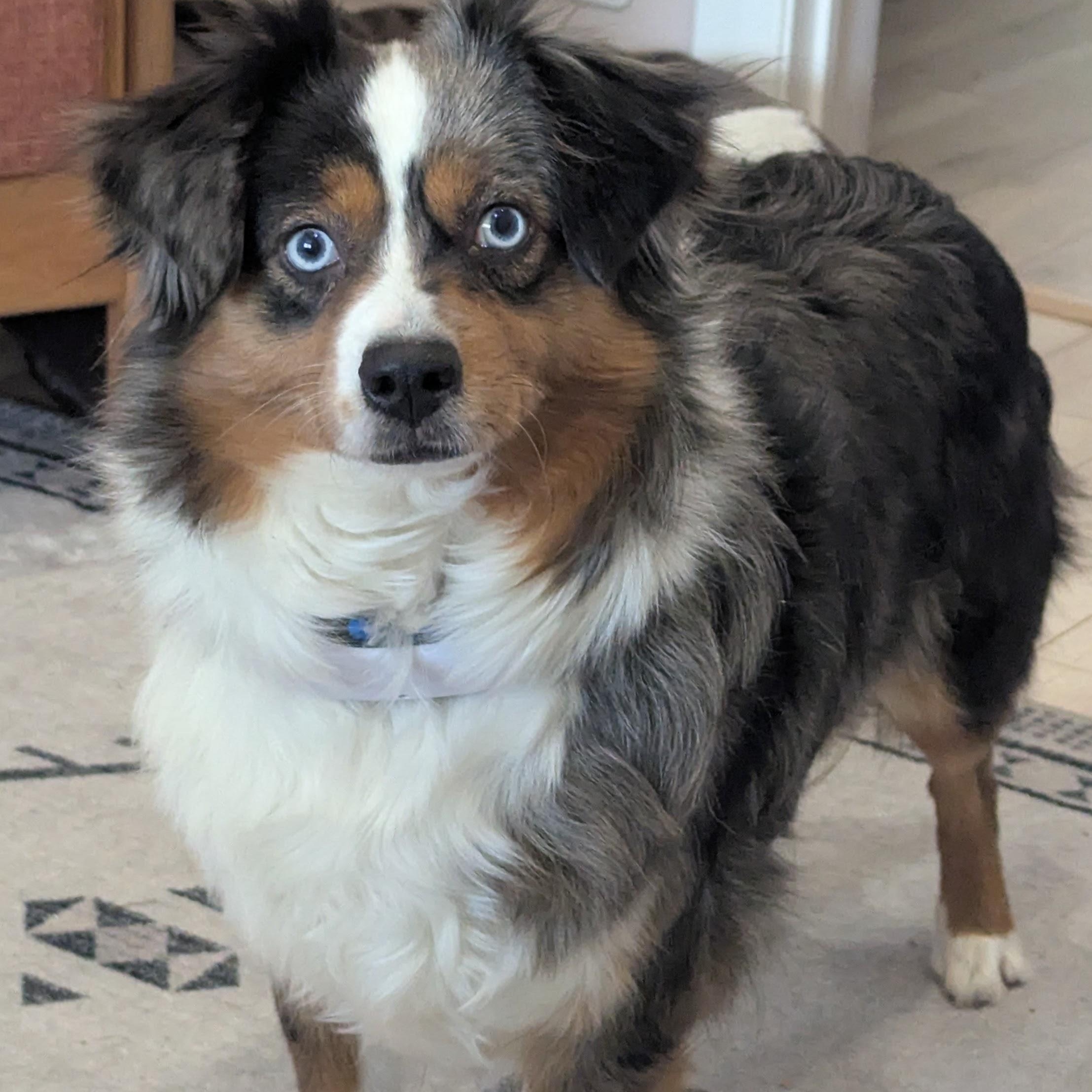 Loosey Goosey, Adoptable, Adult Female Australian Shepherd.