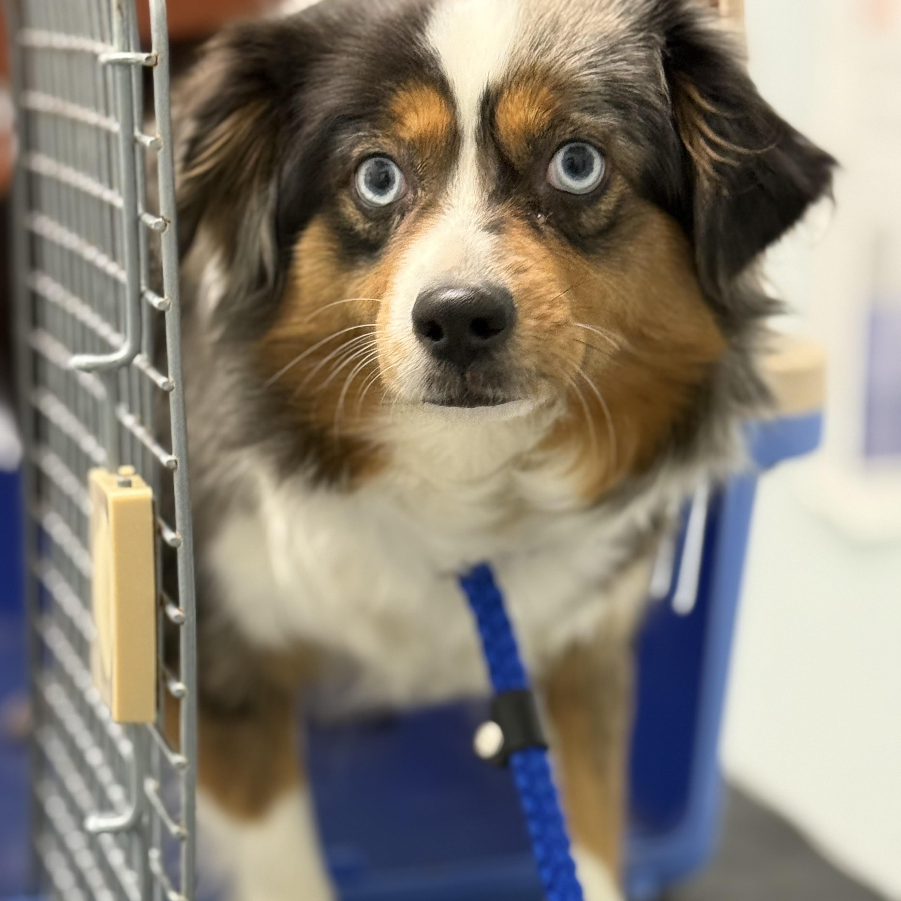 Loosey Goosey, a Adoptable Australian Shepherd in Scarborough, ON image 6/6