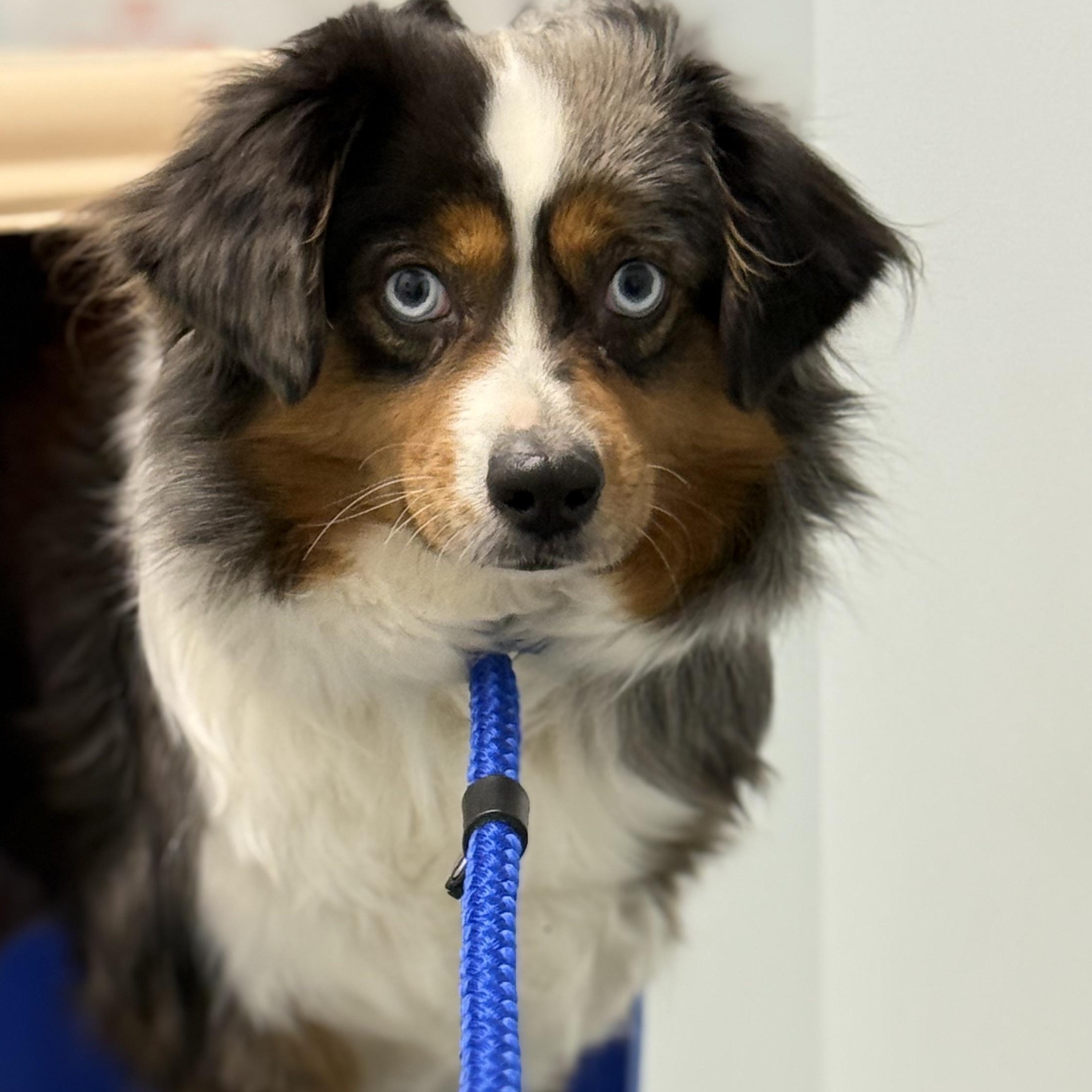 Loosey Goosey, a Adoptable Australian Shepherd in Scarborough, ON image 5/6