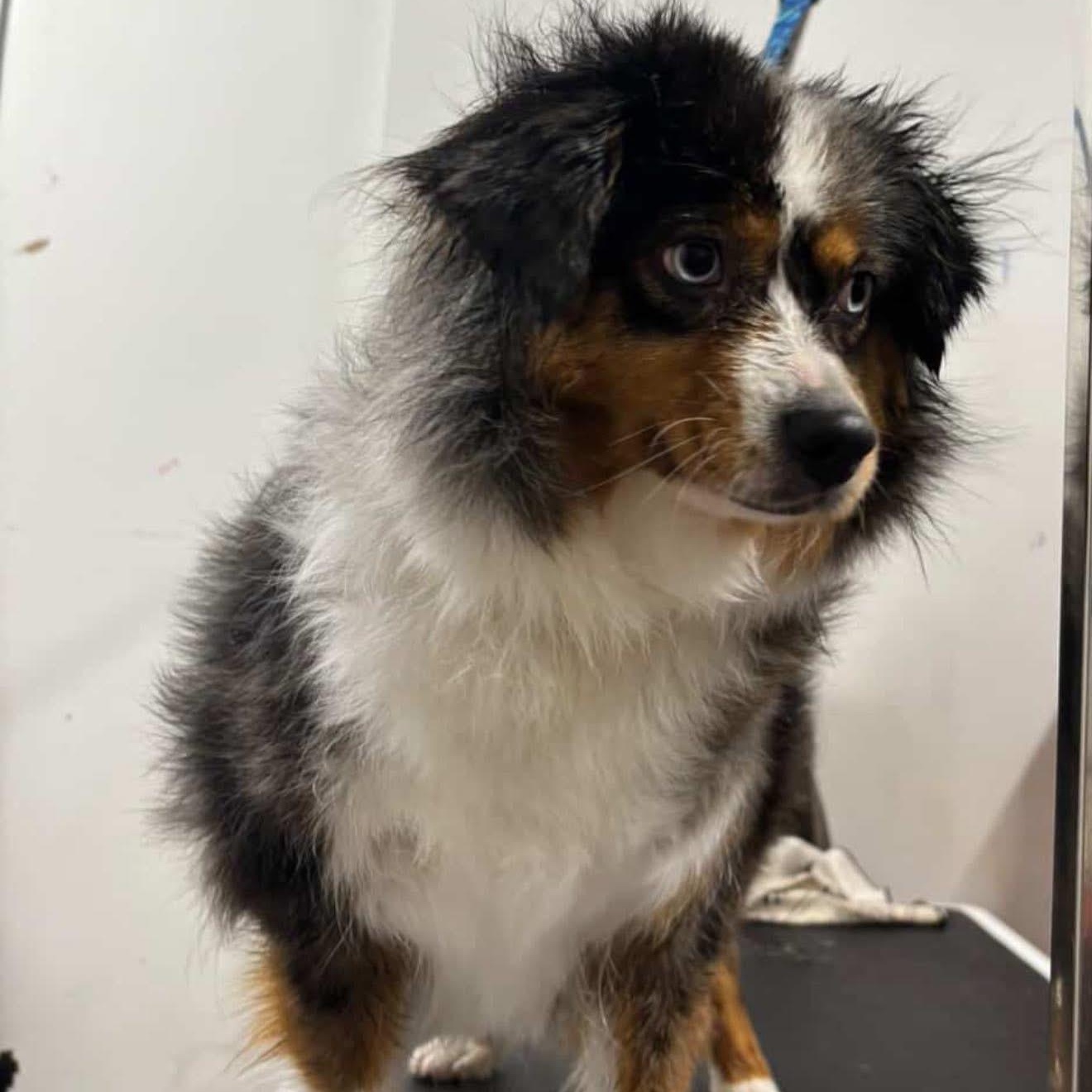 Loosey Goosey, a Adoptable Australian Shepherd in Scarborough, ON image 2/6