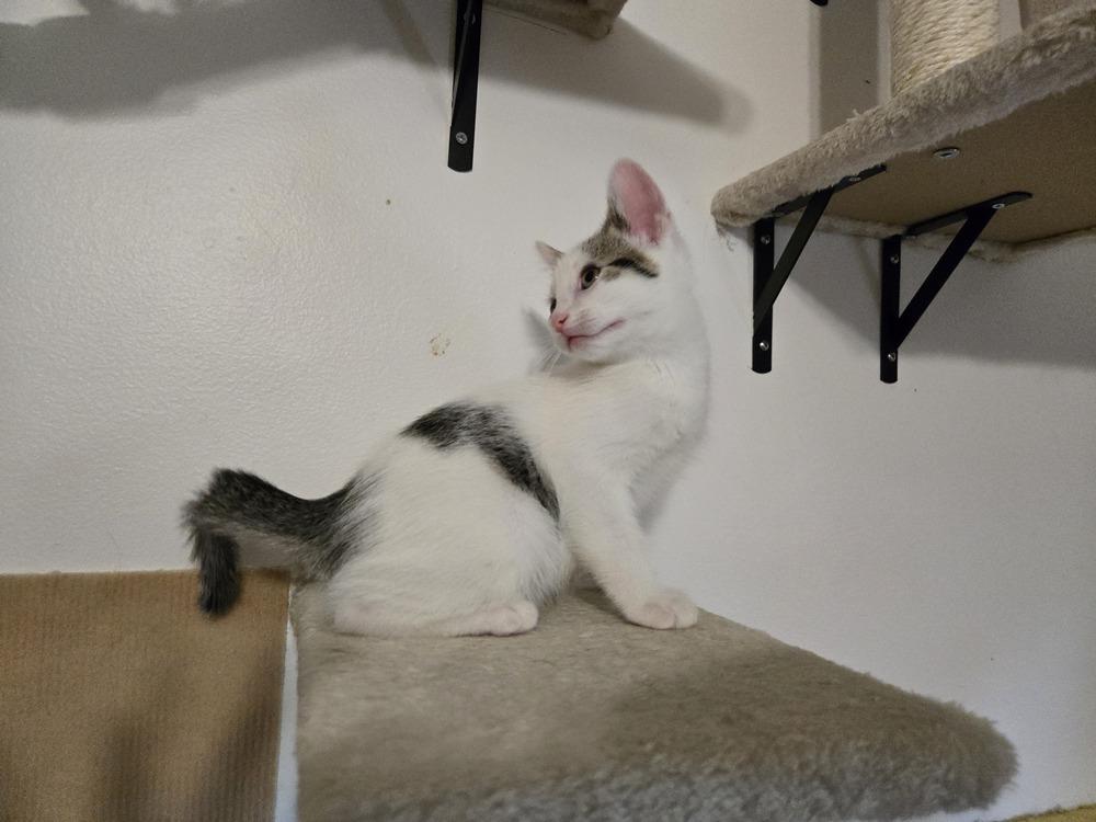 Cookie Dough, Adoptable, Kitten Male Domestic Short Hair.