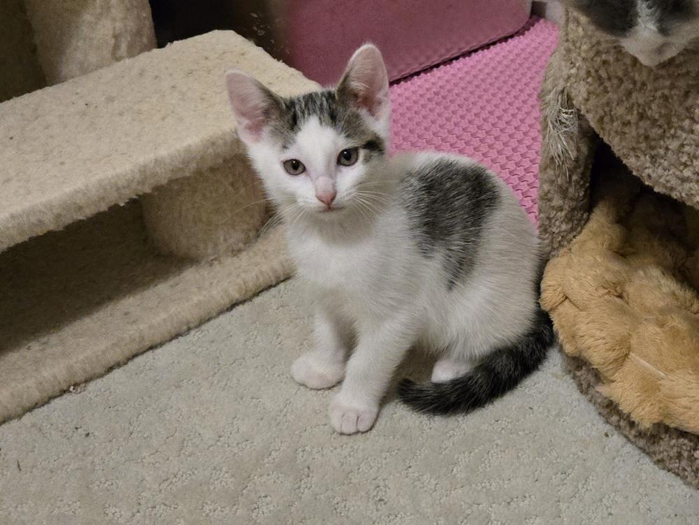 Enlarge Cookie Dough, a Adoptable mixed breed in Plymouth, MI image 2/4