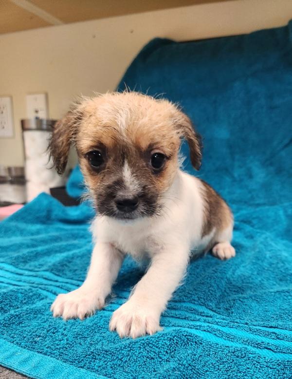 Scooby, Adoptable, Puppy Male Chihuahua.