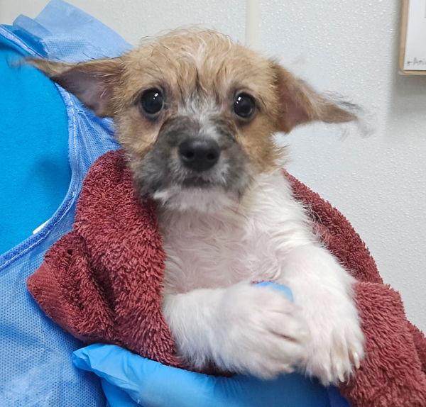 Enlarge Scooby, a Adoptable mixed breed in Kennewick, WA image 2/4