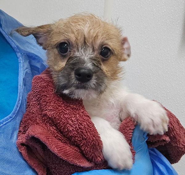 Enlarge Scooby, a Adoptable mixed breed in Kennewick, WA image 3/4