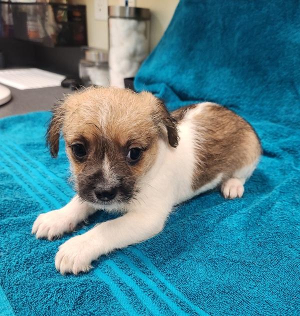 Enlarge Scooby, a Adoptable mixed breed in Kennewick, WA image 4/4