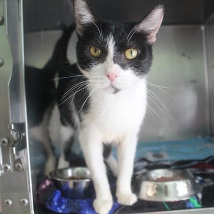 Enlarge Anita, an adopted Domestic Short Hair in Syracuse, NY image 1/1