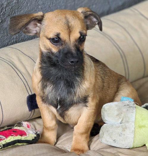 Enlarge Freddie, a Adoptable mixed breed in Anaheim Hills, CA image 1/3