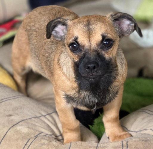 Enlarge Freddie, a Adoptable mixed breed in Anaheim Hills, CA image 2/3