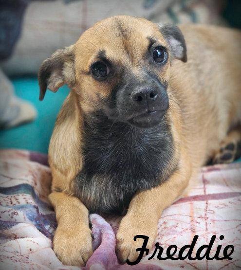 Enlarge Freddie, a Adoptable mixed breed in Anaheim Hills, CA image 3/3