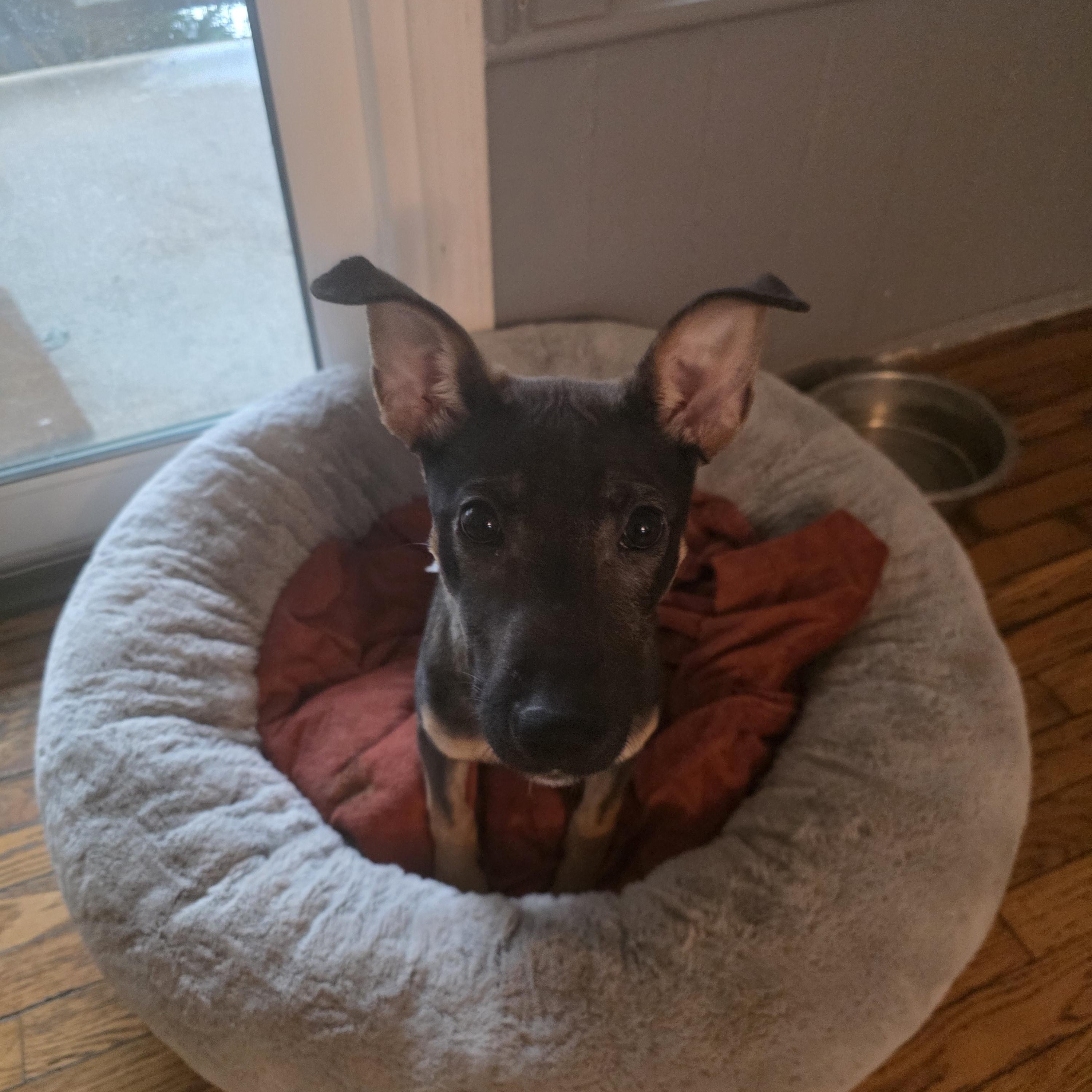 Enlarge Echo, a ADOPTABLE mixed breed in Troy, MI image 5/6