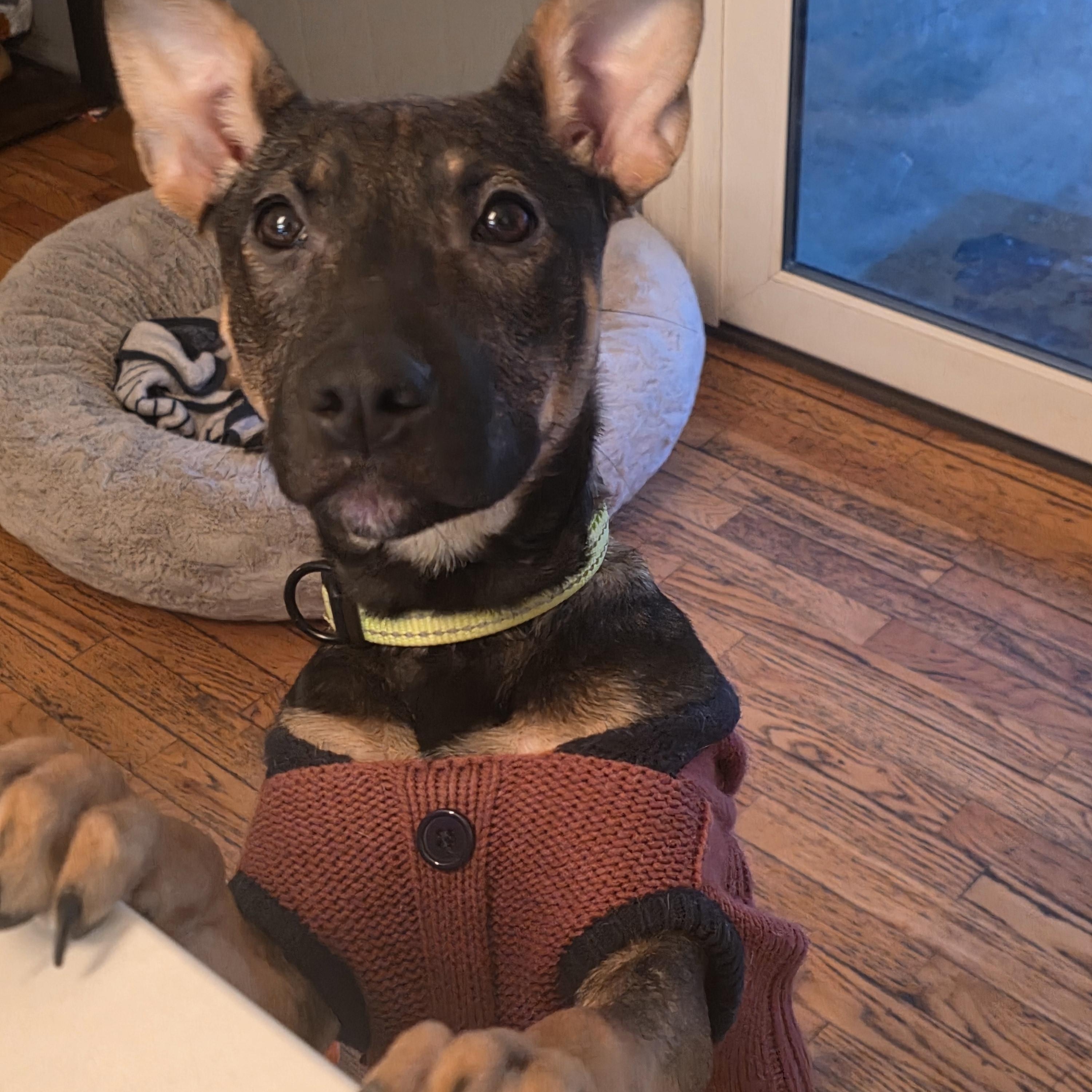 Enlarge Echo, a ADOPTABLE mixed breed in Troy, MI image 3/6