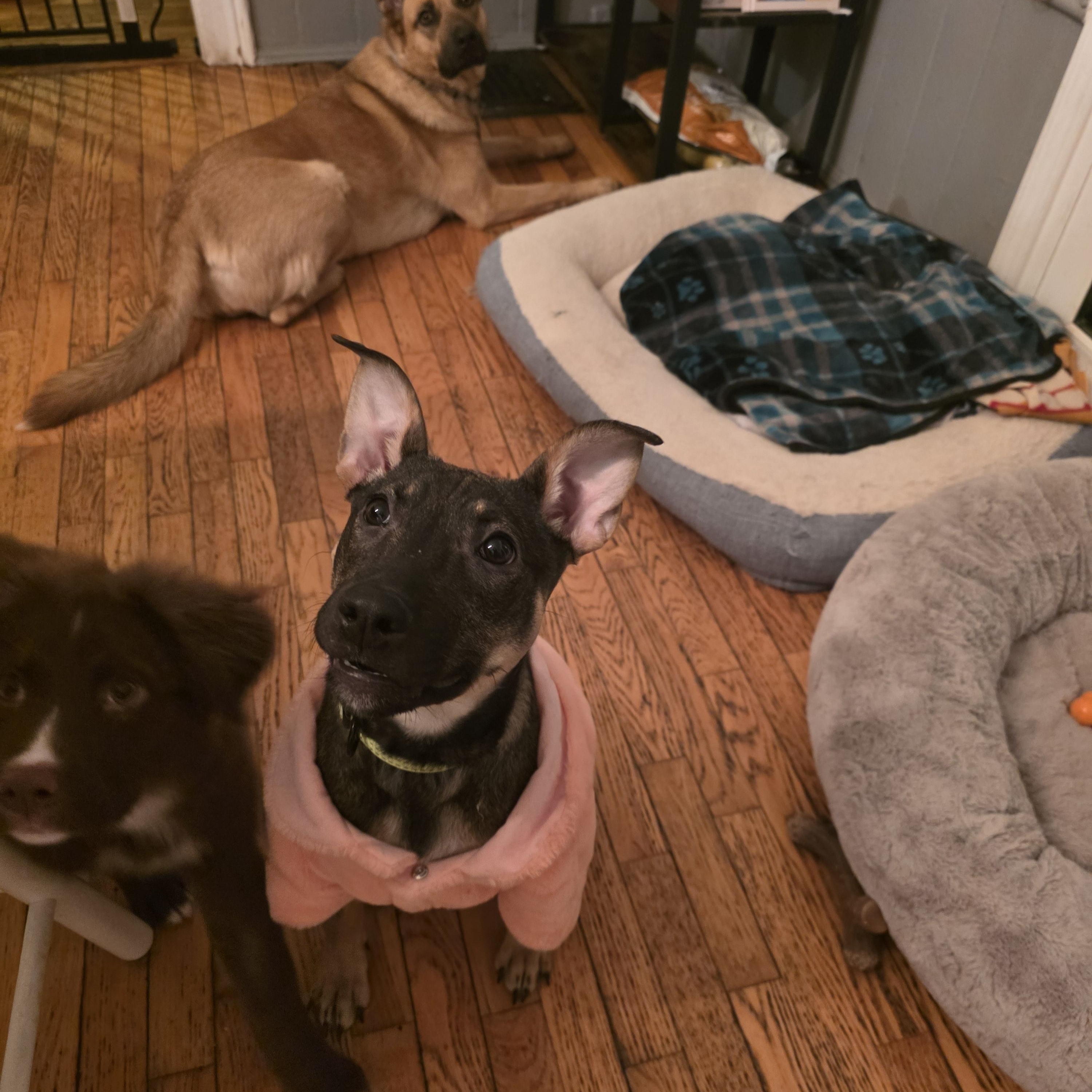 Enlarge Echo, a ADOPTABLE mixed breed in Troy, MI image 4/6