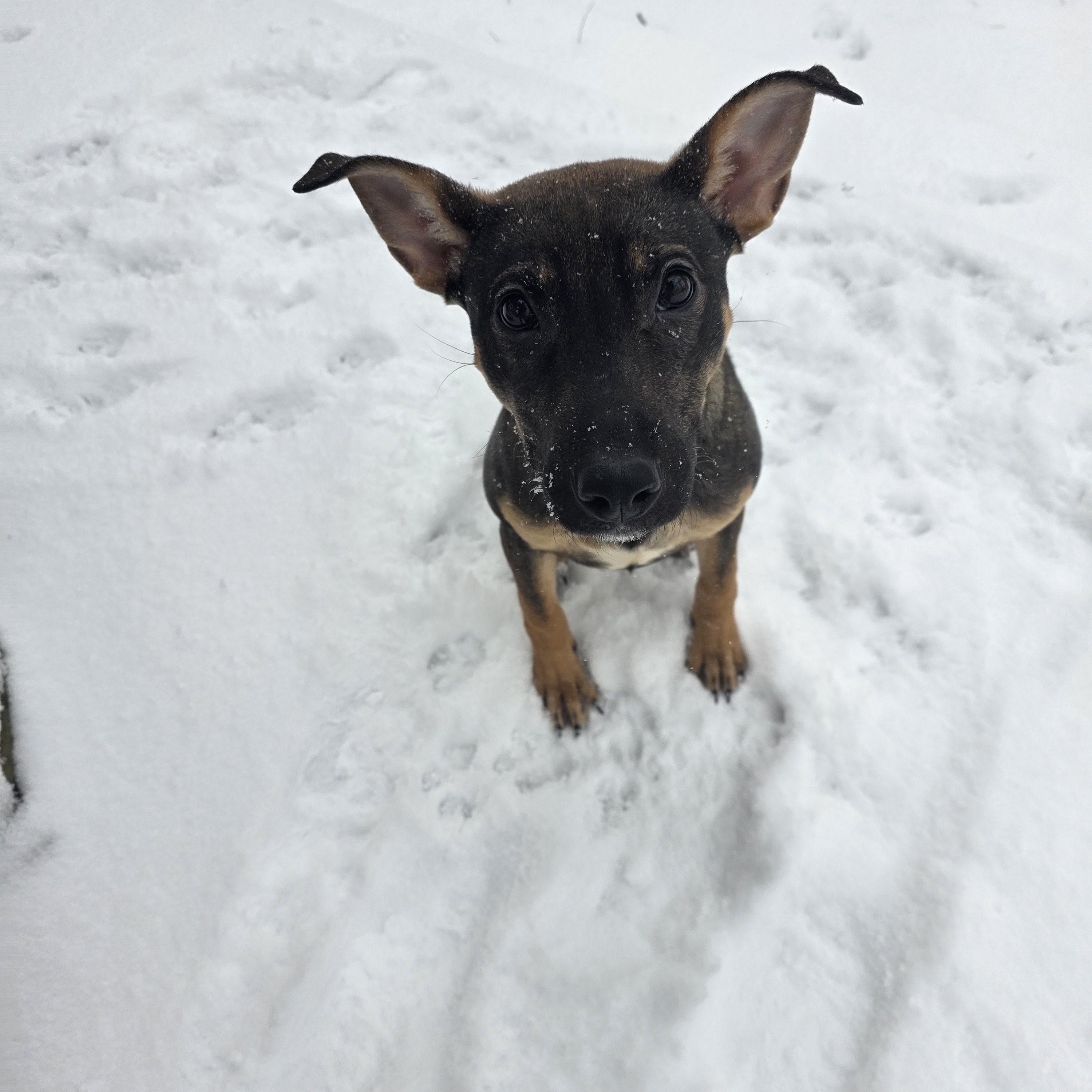 Echo, ADOPTABLE, Young Female German Shepherd Dog & Belgian Shepherd / Malinois.