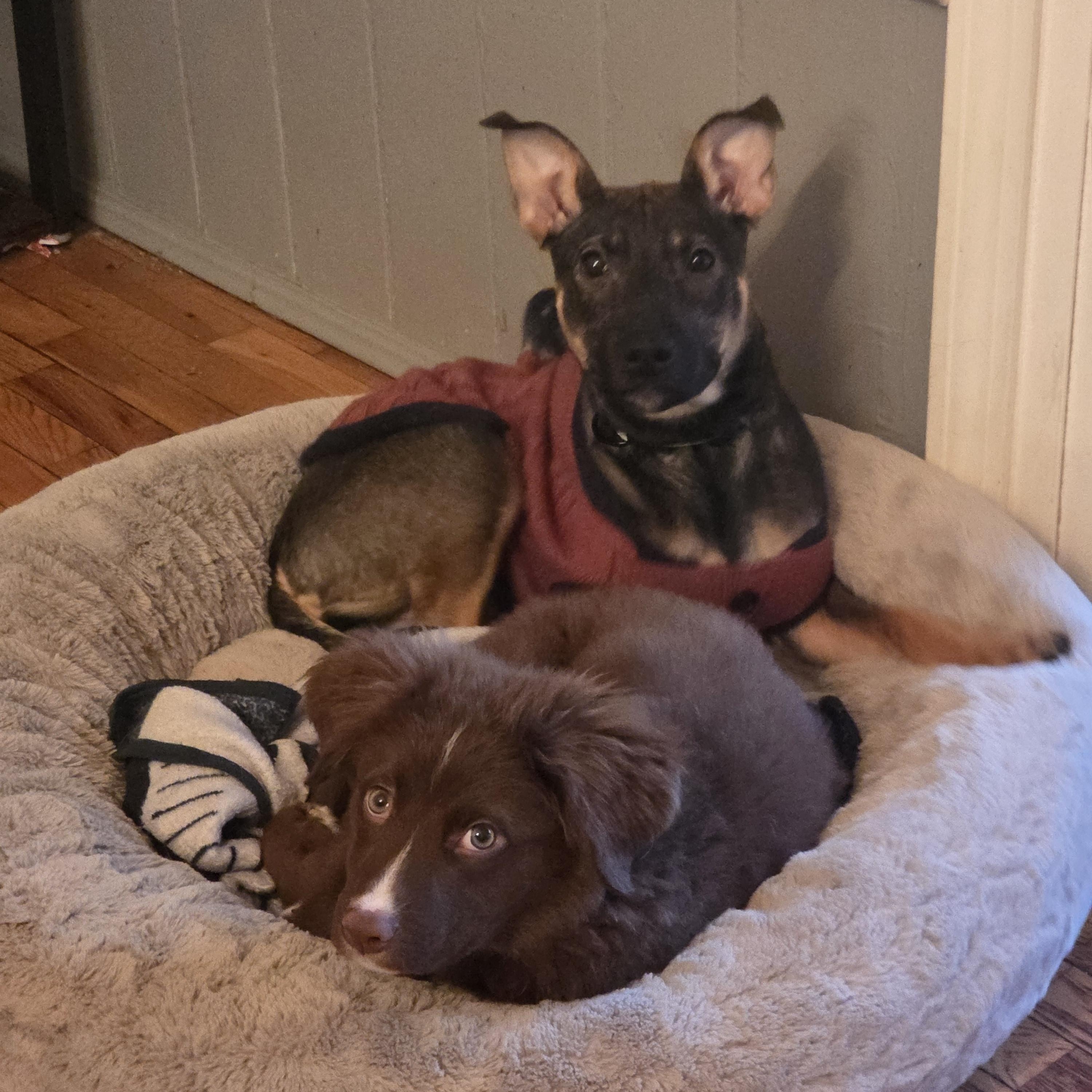 Enlarge Echo, a ADOPTABLE mixed breed in Troy, MI image 6/6