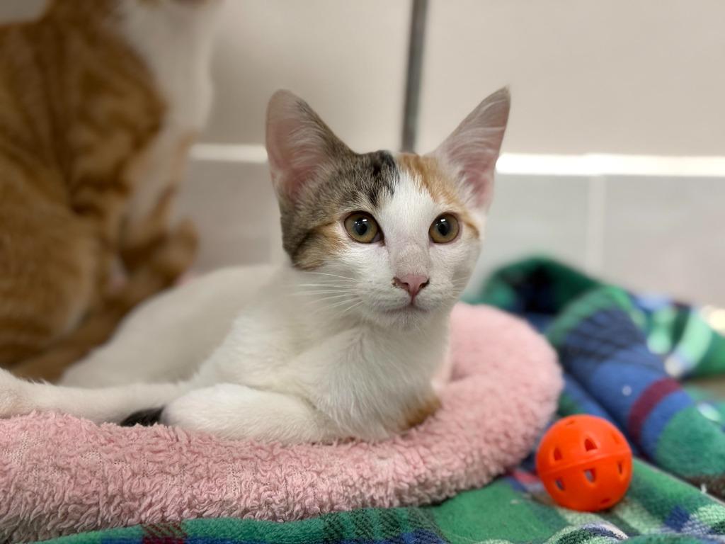 Enlarge Monica, a Adoptable mixed breed in Raleigh, NC image 3/6