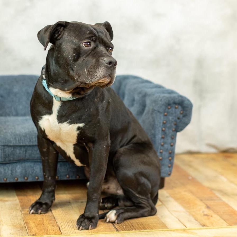 Enlarge Campfire (Sponsored), a Adoptable Pit Bull Terrier in East Saint Louis, IL image 1/4