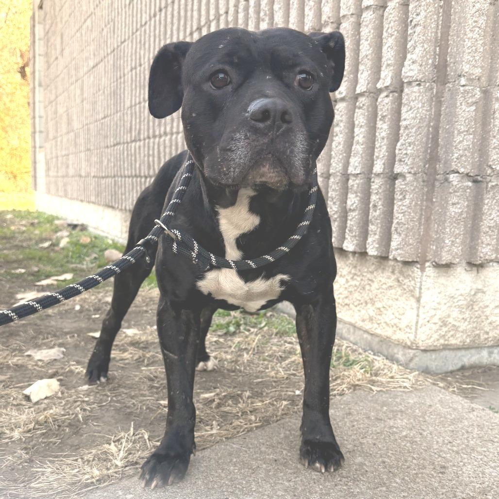 Enlarge Campfire (Sponsored), a Adoptable Pit Bull Terrier in East Saint Louis, IL image 2/4