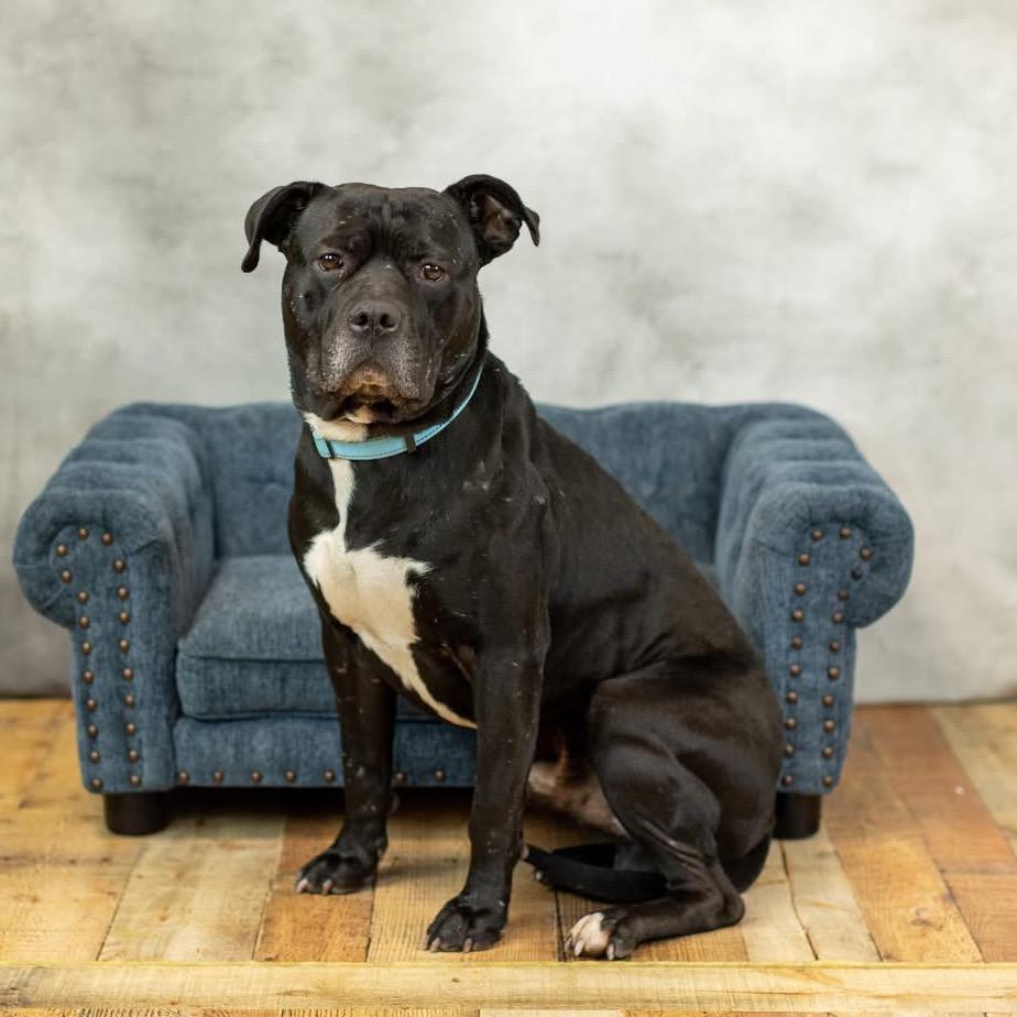 Enlarge Campfire (Sponsored), a Adoptable Pit Bull Terrier in East Saint Louis, IL image 3/4
