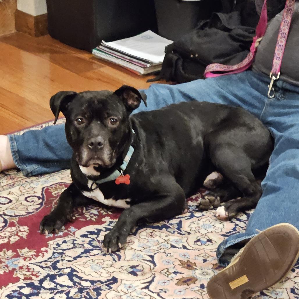 Enlarge Campfire (Sponsored), a Adoptable Pit Bull Terrier in East Saint Louis, IL image 5/6