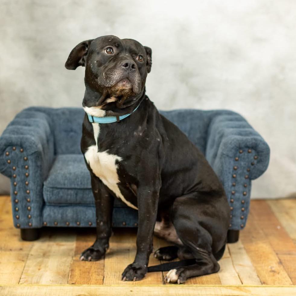 Enlarge Campfire (Sponsored), a Adoptable Pit Bull Terrier in East Saint Louis, IL image 4/4
