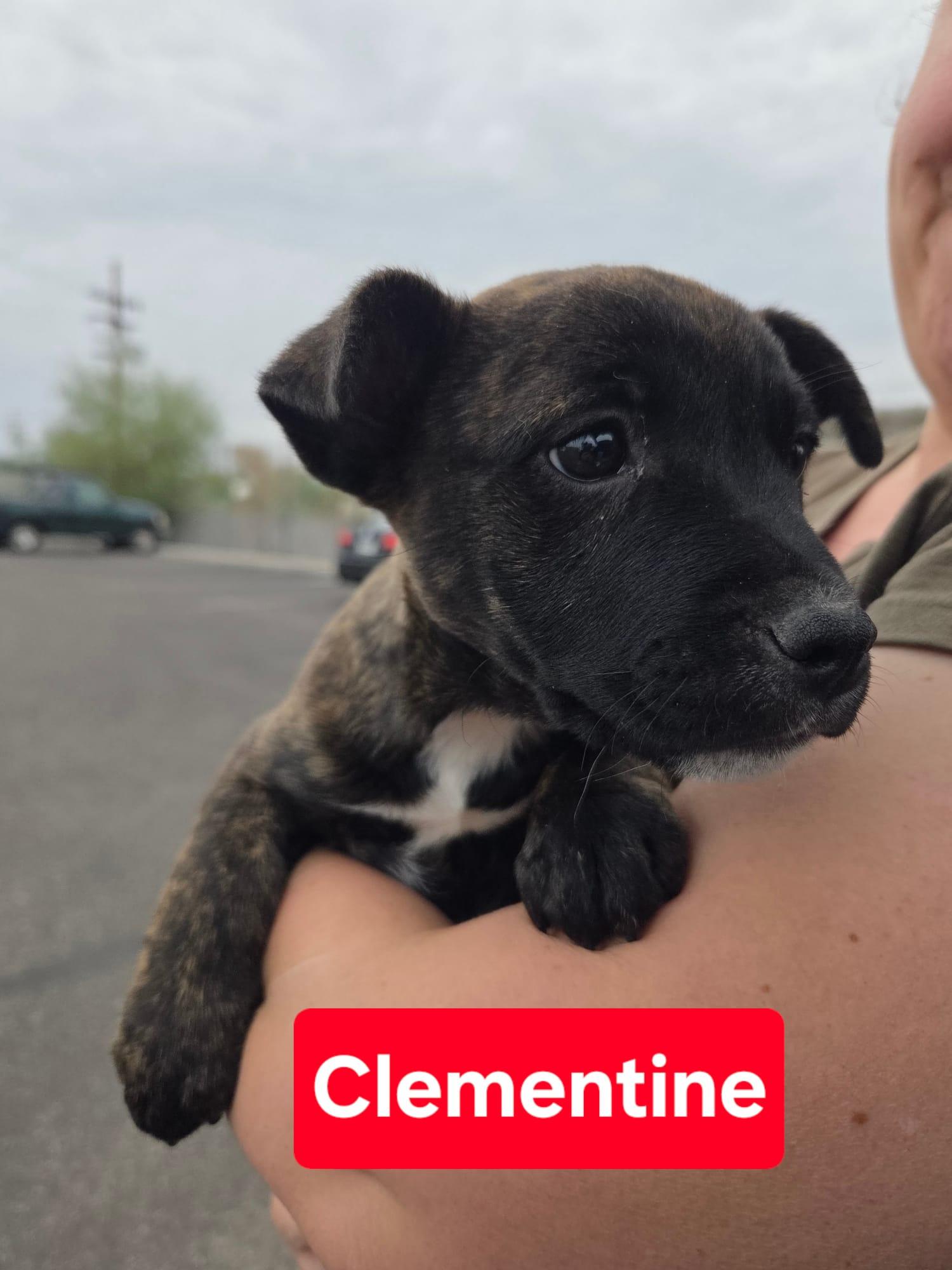 Clementine thumbnail 2