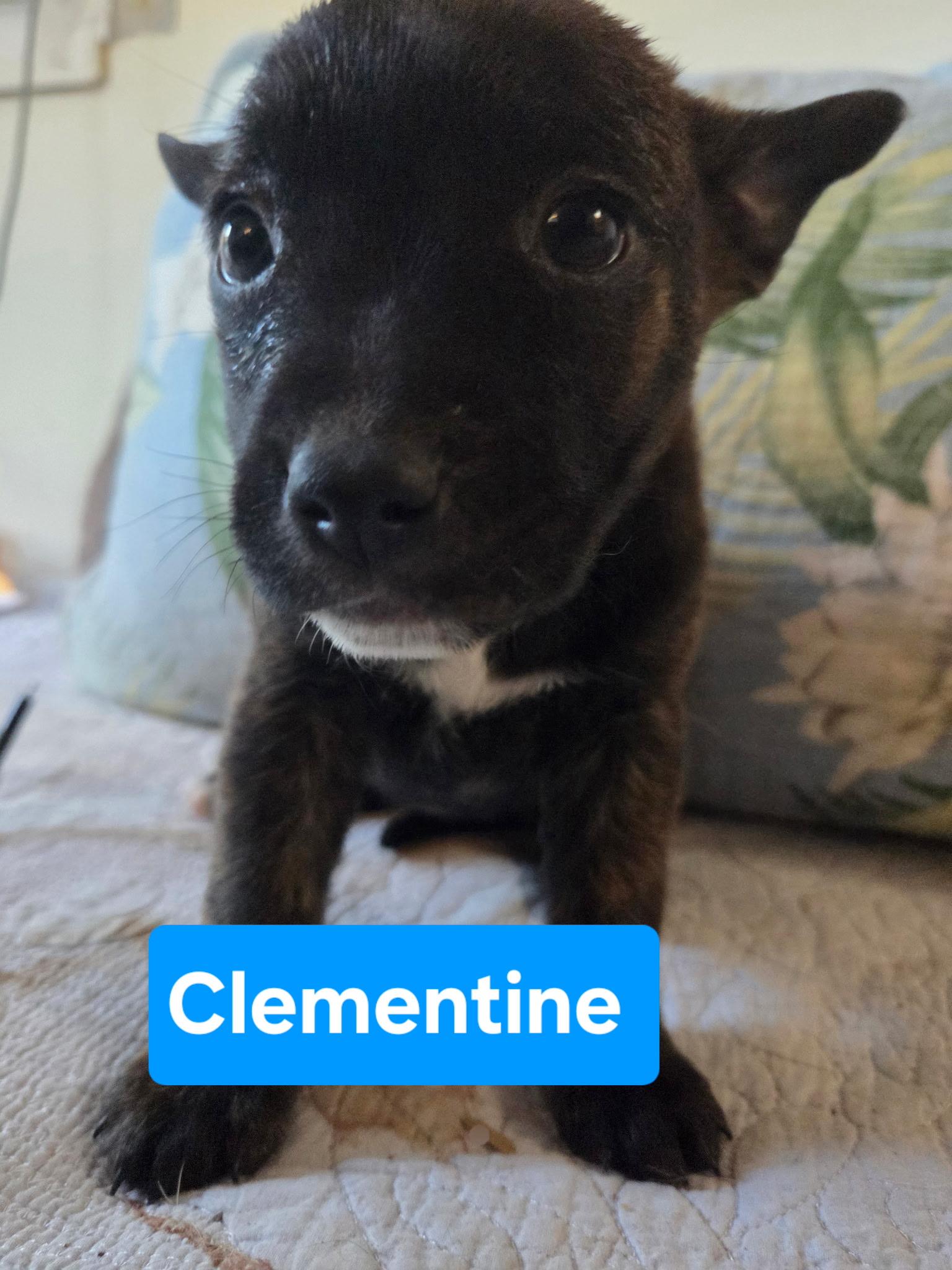 Clementine thumbnail 3