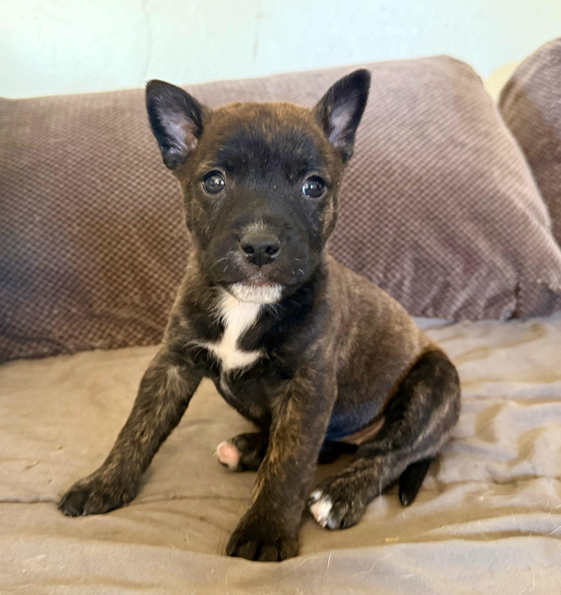 Clementine thumbnail 4