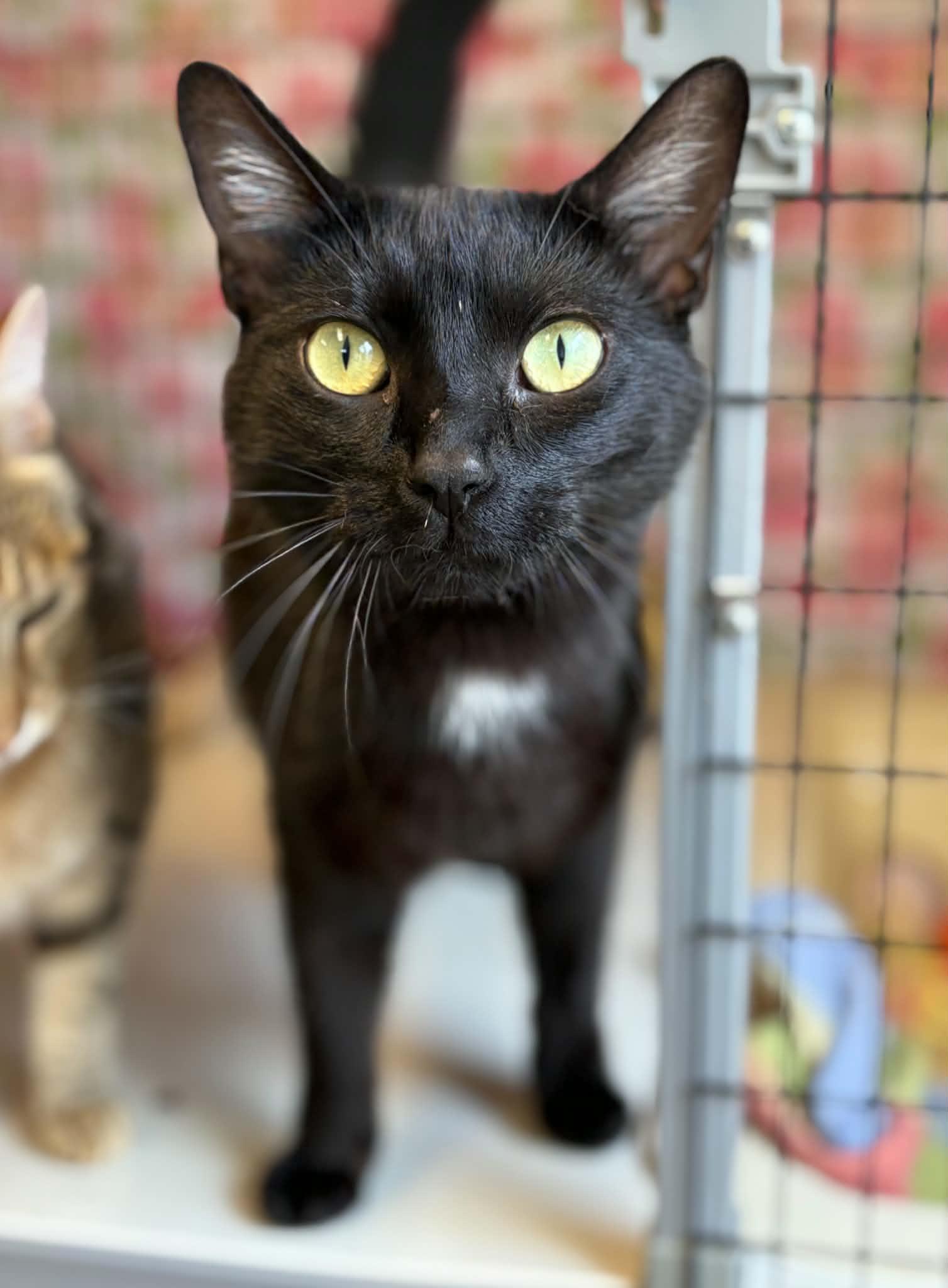 Benicio, a ADOPTABLE mixed breed in Grants Pass, OR image 1/2
