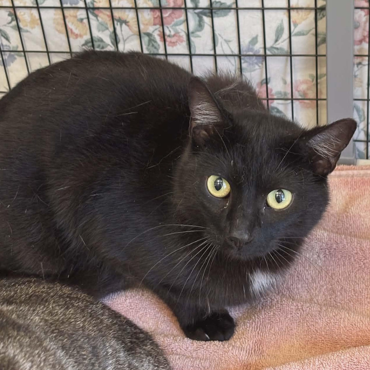 Benicio, a ADOPTABLE mixed breed in Grants Pass, OR image 2/2