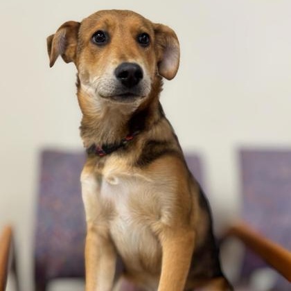 Zayne, ADOPTABLE, Young Male German Shepherd Dog.