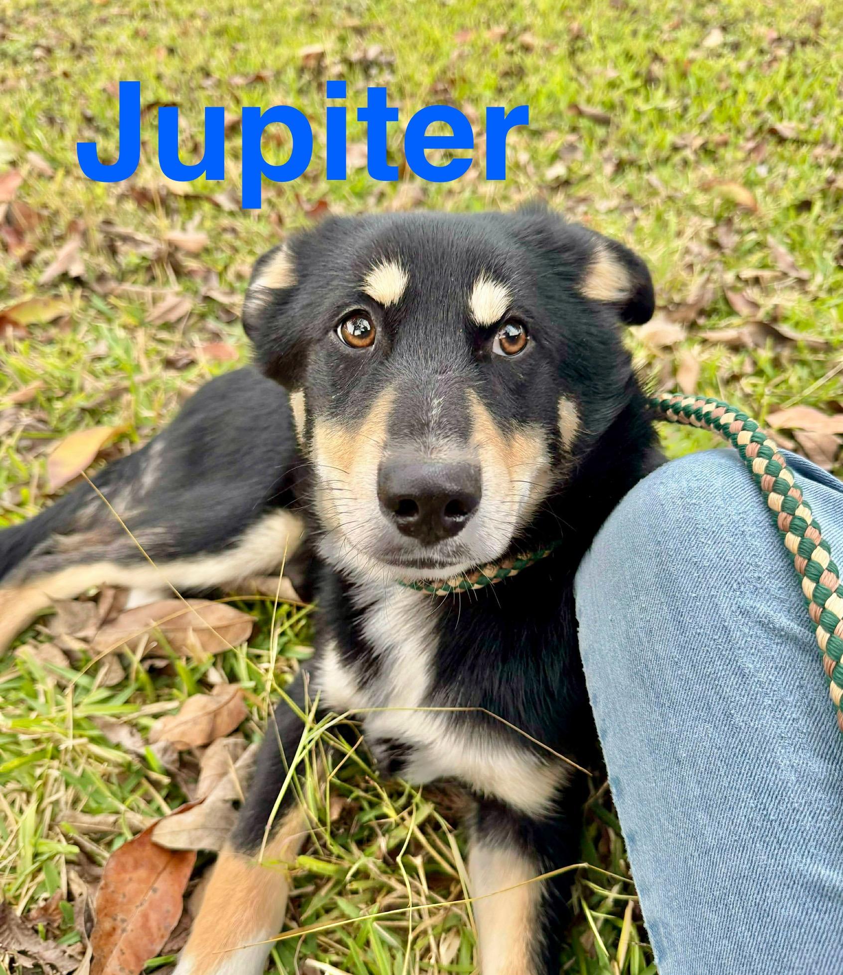 Jupiter, Adoptable, Puppy Male Australian Shepherd.