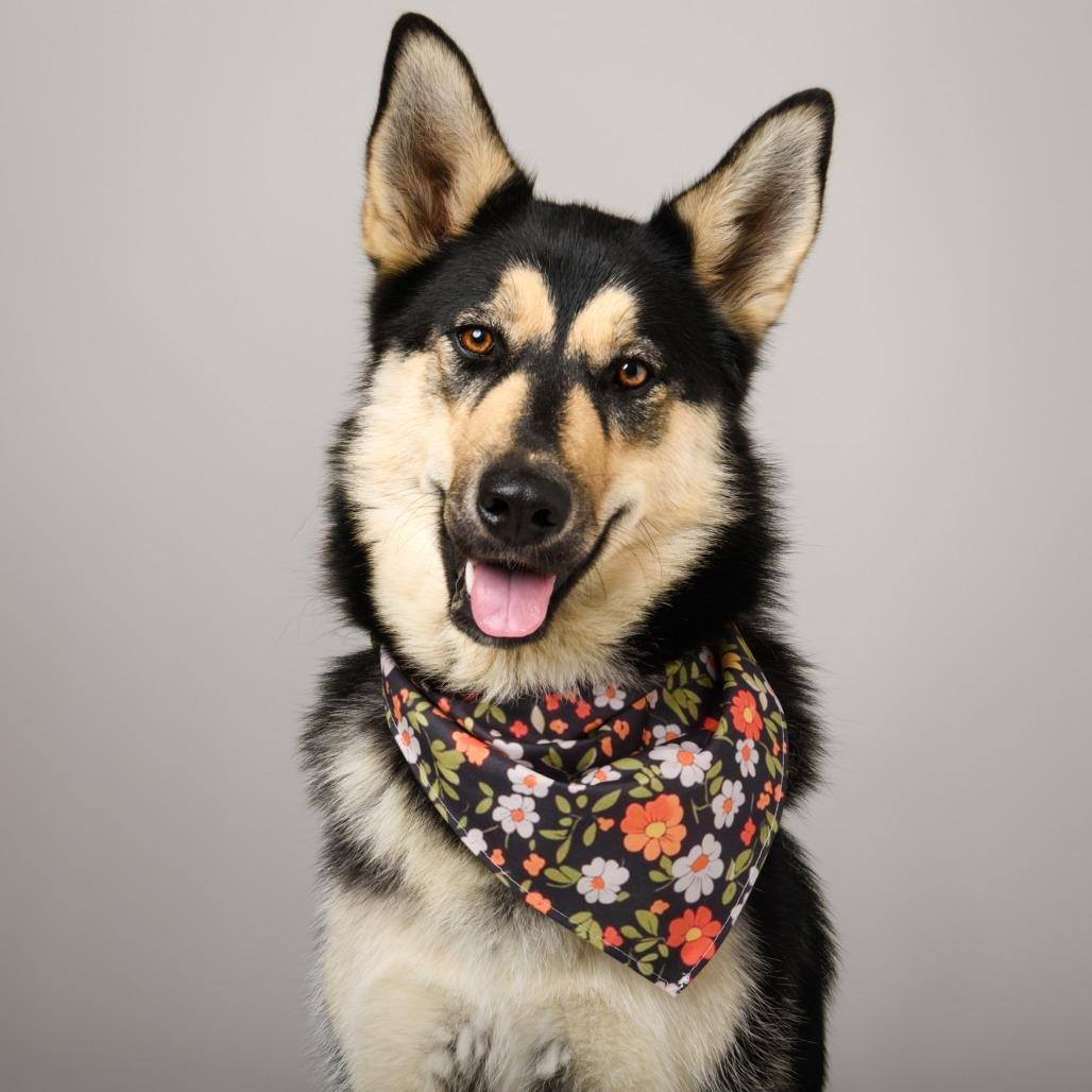Primavera, Adoptable, Adult Female Shepherd & Mixed Breed.