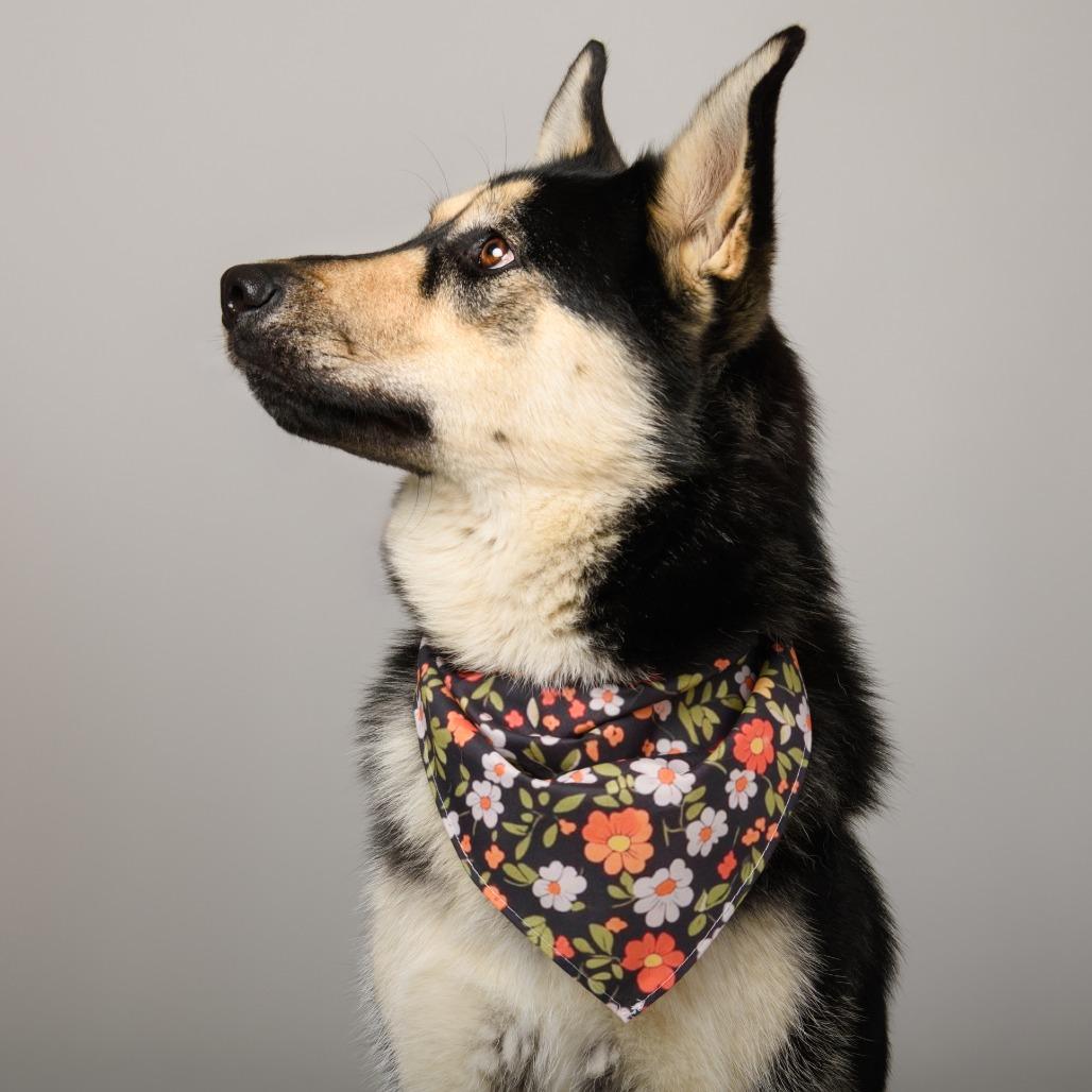 Enlarge Primavera, a Adoptable mixed breed in Riverside, CA image 2/6