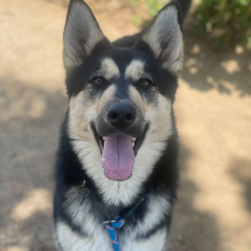 Primavera, Adoptable, Adult Female Shepherd & Mixed Breed.