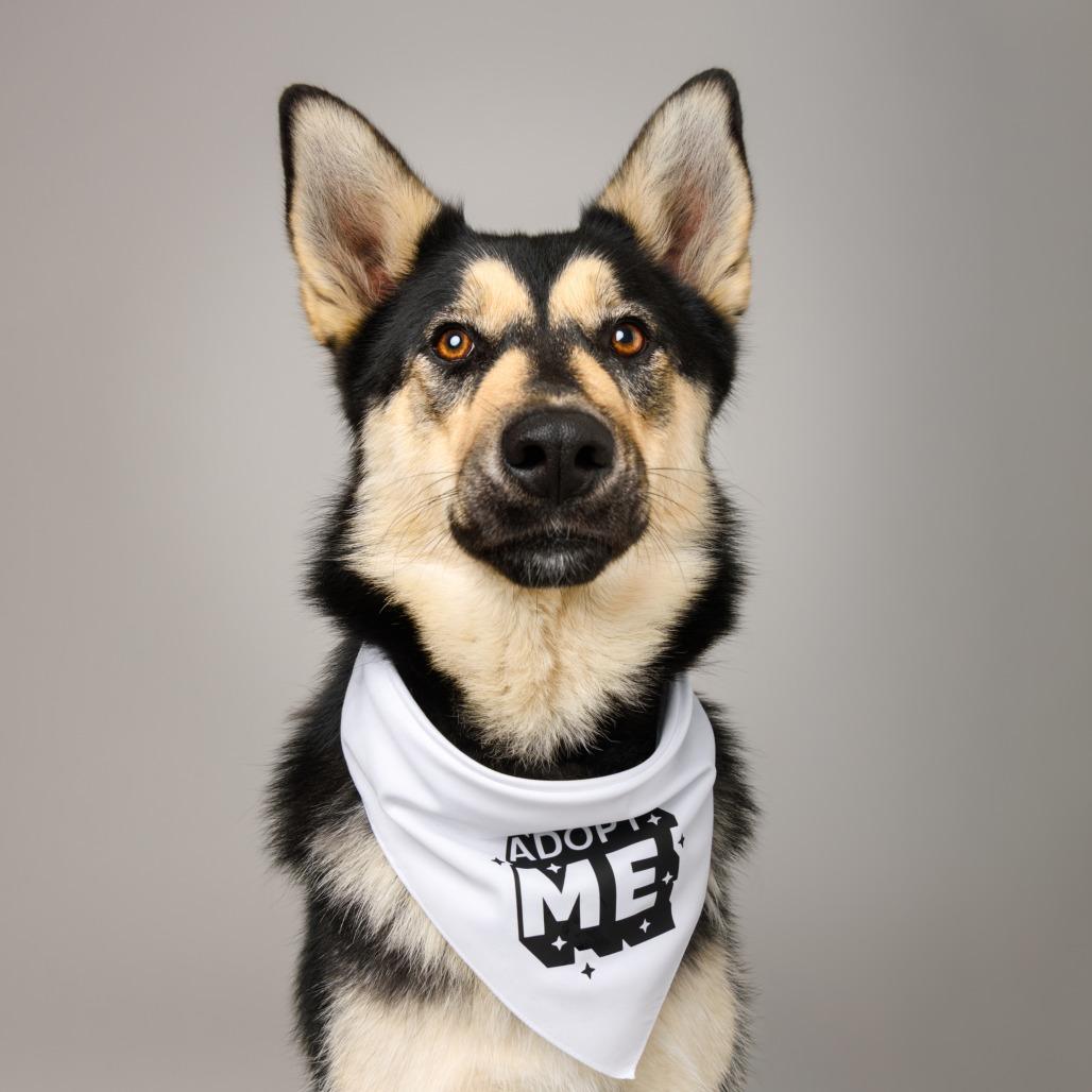 Enlarge Primavera, a Adoptable mixed breed in Riverside, CA image 3/6