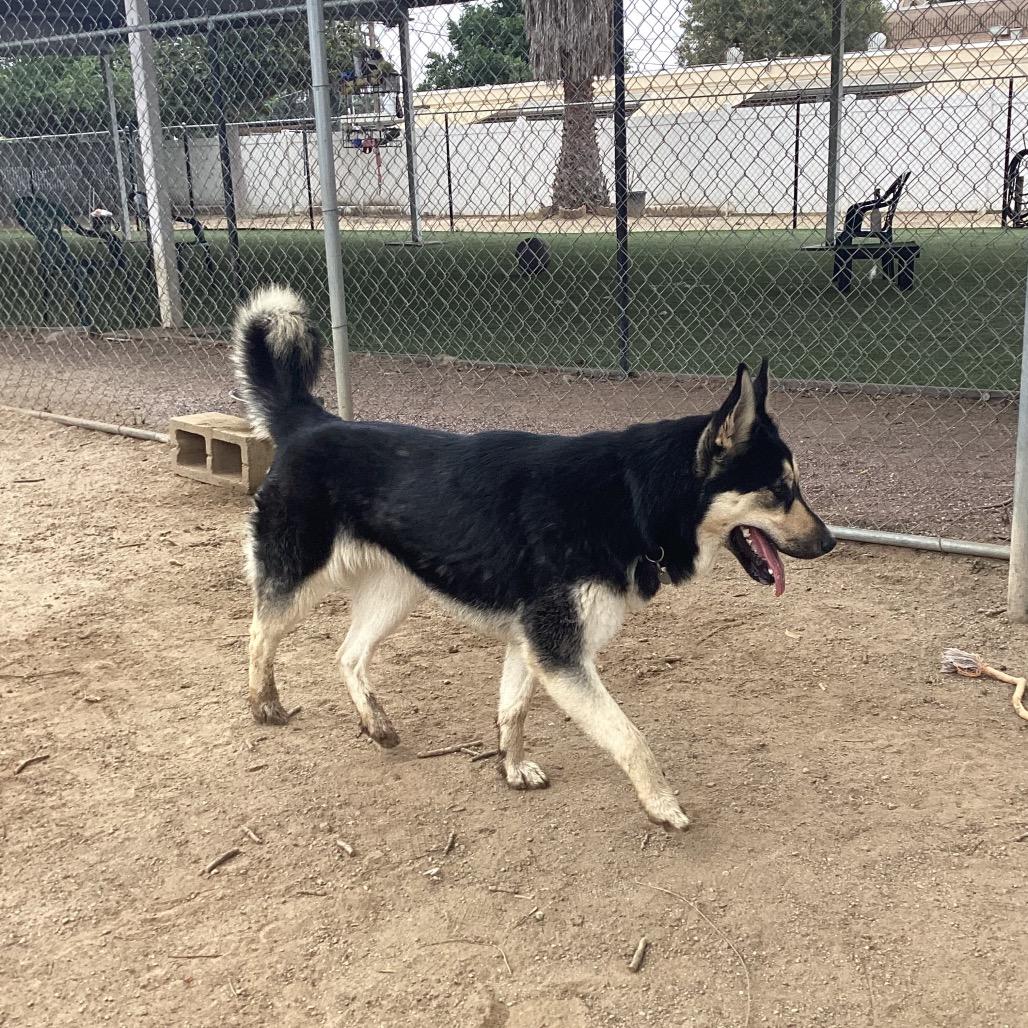 Enlarge Primavera, a Adoptable mixed breed in Riverside, CA image 2/6