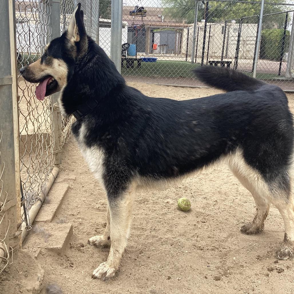Enlarge Primavera, a Adoptable mixed breed in Riverside, CA image 3/6