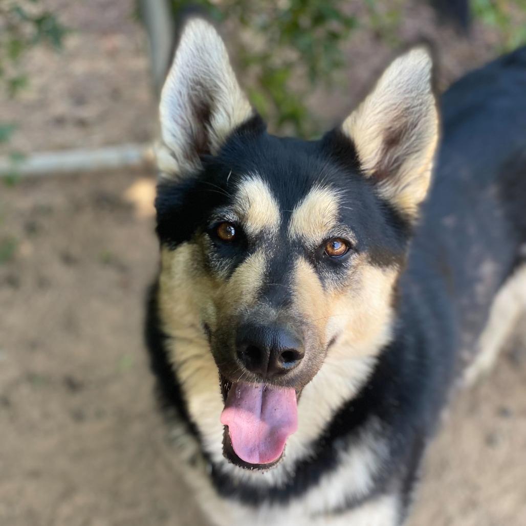 Enlarge Primavera, a Adoptable mixed breed in Riverside, CA image 4/6