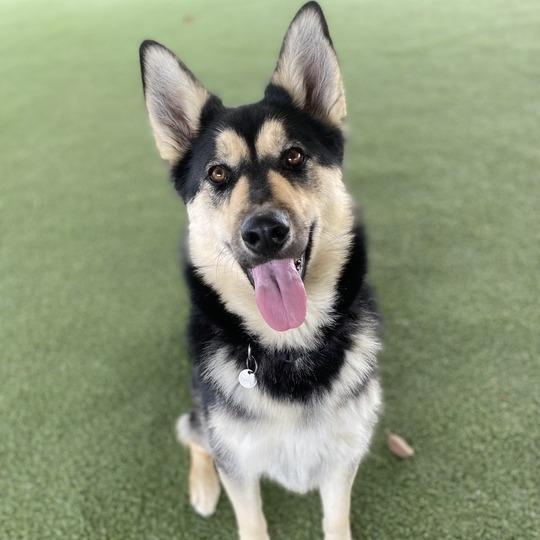 Enlarge Primavera, a Adoptable mixed breed in Riverside, CA image 5/6