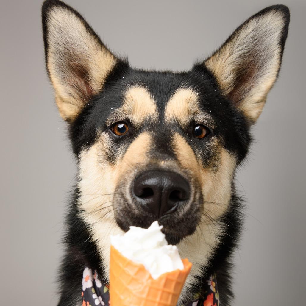 Enlarge Primavera, a Adoptable mixed breed in Riverside, CA image 5/6
