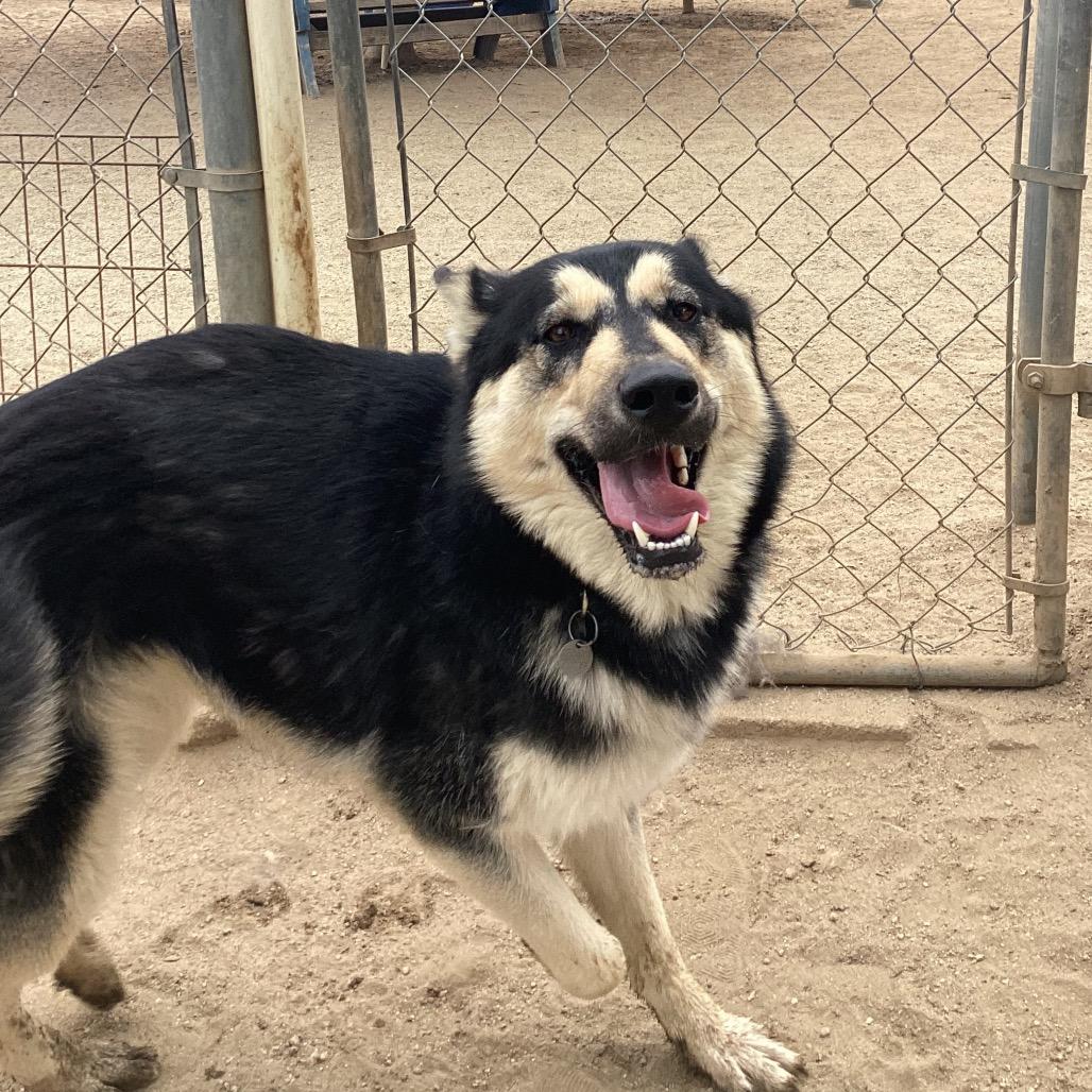 Enlarge Primavera, a Adoptable mixed breed in Riverside, CA image 6/6