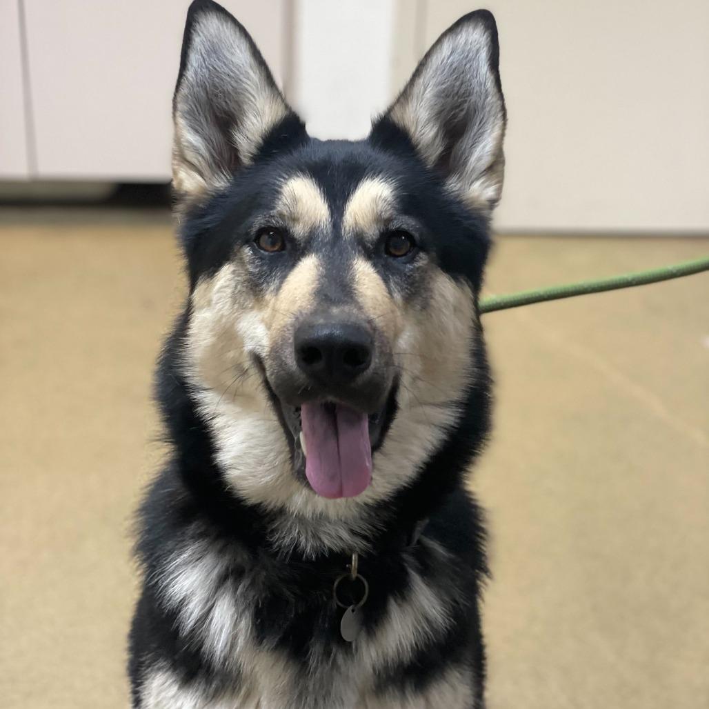 Enlarge Primavera, a Adoptable mixed breed in Riverside, CA image 2/2