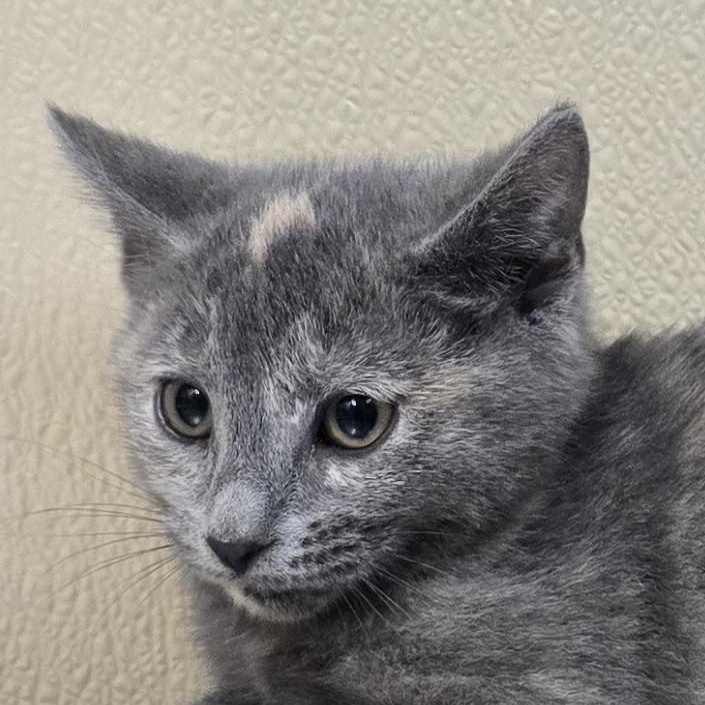 Mao, Adoptable, Kitten Male Domestic Short Hair.