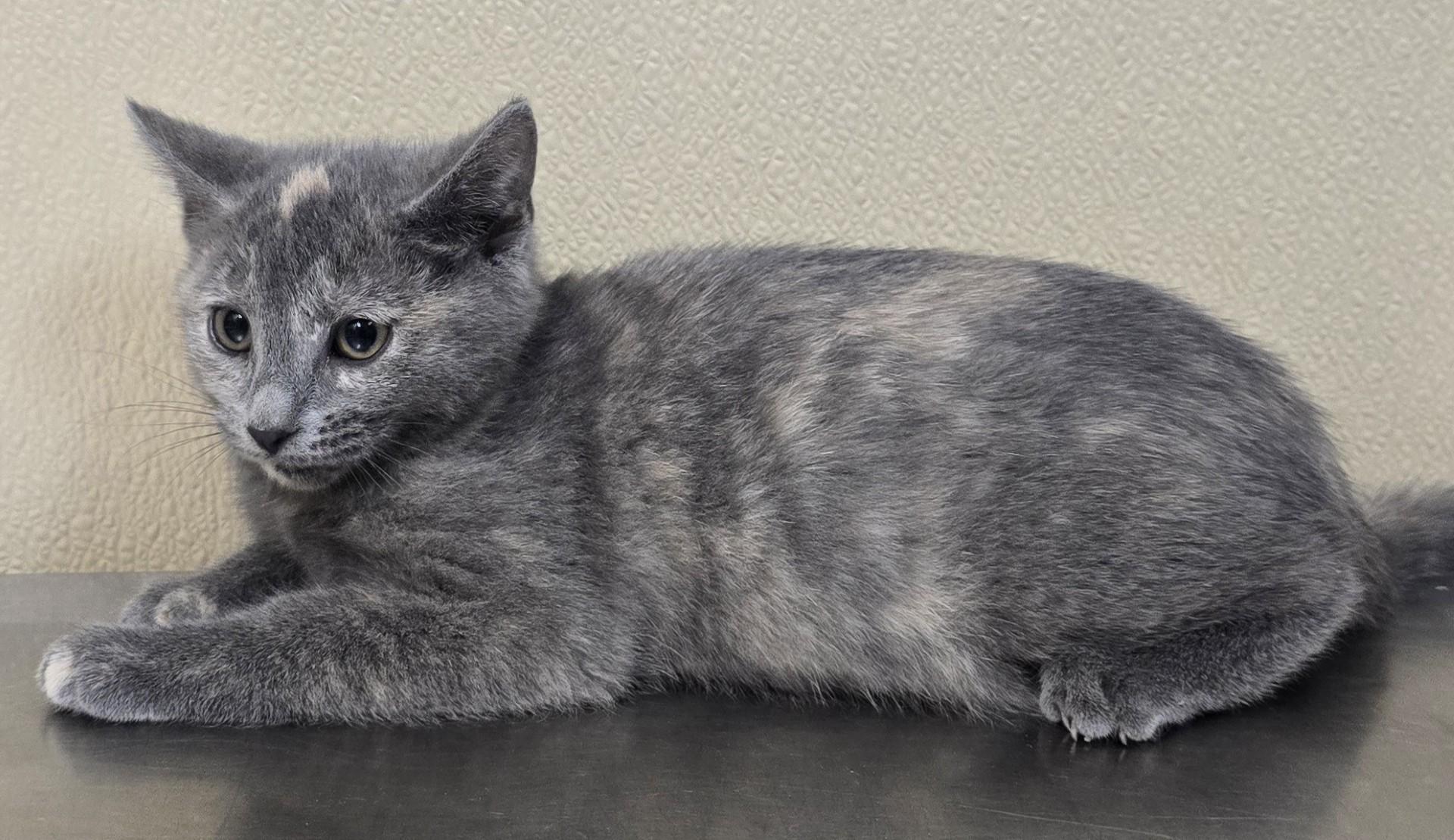 Mao, a Adoptable mixed breed in Brainerd, MN image 2/2