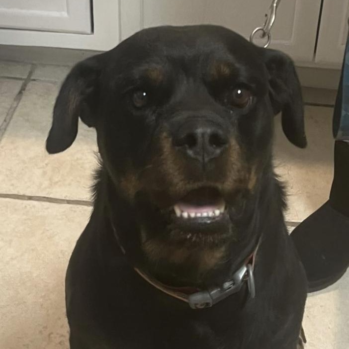 Paisley, a Adoptable Rottweiler in Polk, OH image 1/2